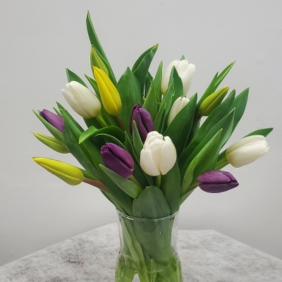 Dainty Tulip